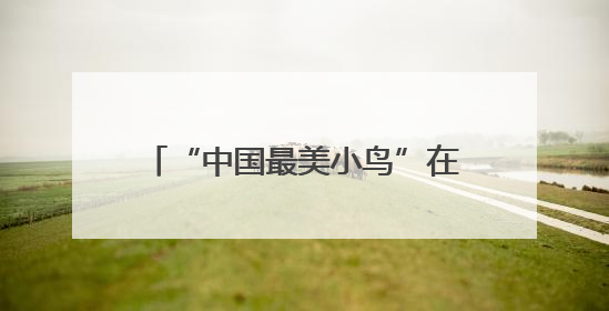 “中国最美小鸟”在保山昌宁筑巢育儿