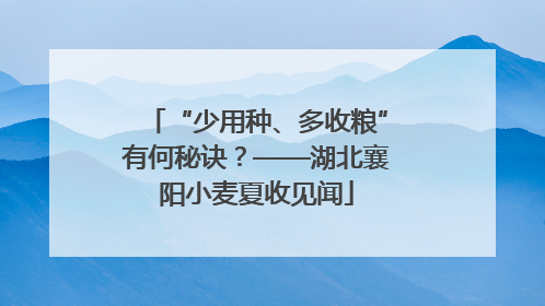 “少用种、多收粮”有何秘诀？——湖北襄阳小麦夏收见闻