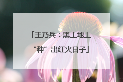 王乃兵：黑土地上“种”出红火日子
