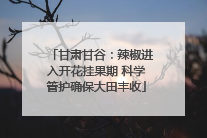 甘肃甘谷：辣椒进入开花挂果期 科学管护确保大田丰收