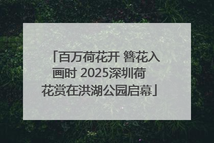 百万荷花开 簪花入画时 2025深圳荷花赏在洪湖公园启幕