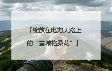 绽放在电力天路上的“雪域格桑花”