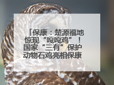 保康：楚源福地惊现“嘎嘎鸡”！国家“三有”保护动物石鸡亮相保康沿河公园