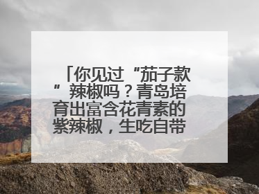 你见过“茄子款”辣椒吗？青岛培育出富含花青素的紫辣椒，生吃自带水果甜