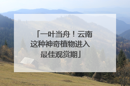 一叶当舟！云南这种神奇植物进入最佳观赏期