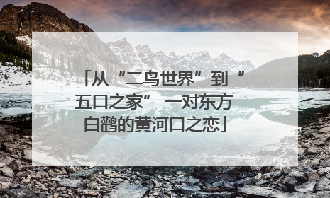 从“二鸟世界”到“五口之家” 一对东方白鹳的黄河口之恋