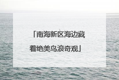 南海新区海边藏着绝美鸟浪奇观