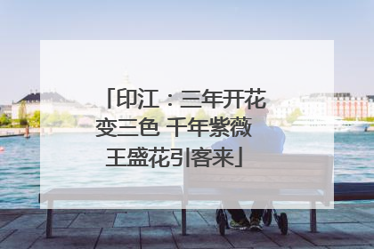 印江：三年开花变三色 千年紫薇王盛花引客来