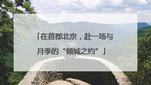 在首都北京，赴一场与月季的“倾城之约”