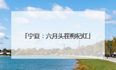 宁夏：六月头茬枸杞红