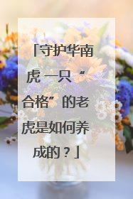 守护华南虎 一只“合格”的老虎是如何养成的？