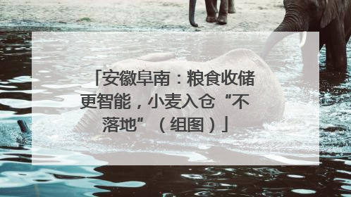 安徽阜南：粮食收储更智能，小麦入仓“不落地”（组图）