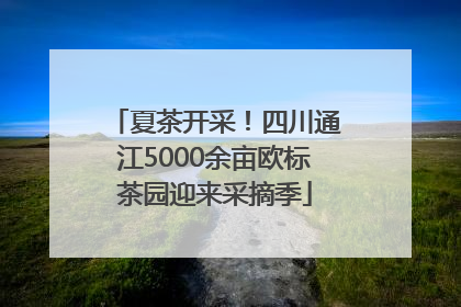 夏茶开采！四川通江5000余亩欧标茶园迎来采摘季