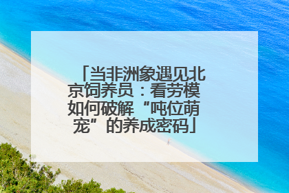 当非洲象遇见北京饲养员：看劳模如何破解“吨位萌宠”的养成密码