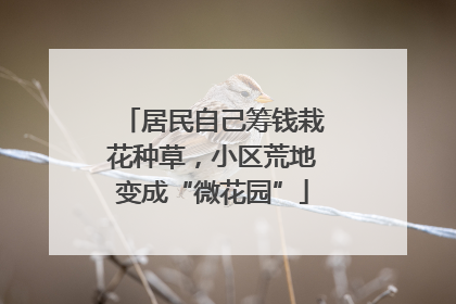 居民自己筹钱栽花种草，小区荒地变成“微花园”