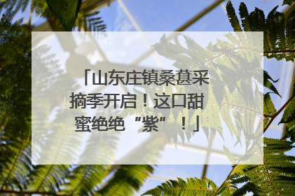 山东庄镇桑葚采摘季开启！这口甜蜜绝绝“紫”！