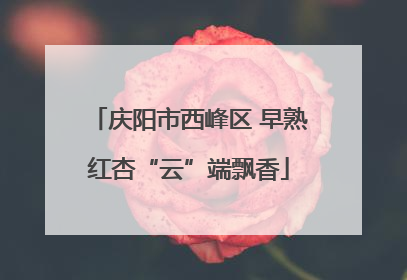 庆阳市西峰区 早熟红杏“云”端飘香