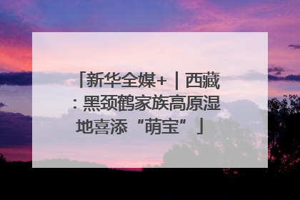 新华全媒+｜西藏：黑颈鹤家族高原湿地喜添“萌宝”