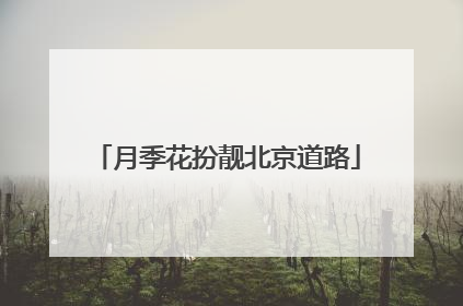 月季花扮靓北京道路