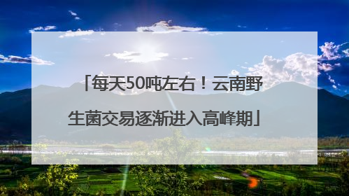 每天50吨左右！云南野生菌交易逐渐进入高峰期