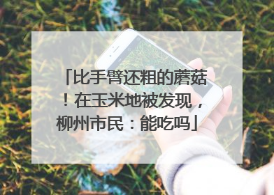 比手臂还粗的蘑菇！在玉米地被发现，柳州市民：能吃吗