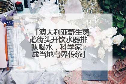 澳大利亚野生鹦鹉街头开饮水器排队喝水，科学家：成当地鸟界传统