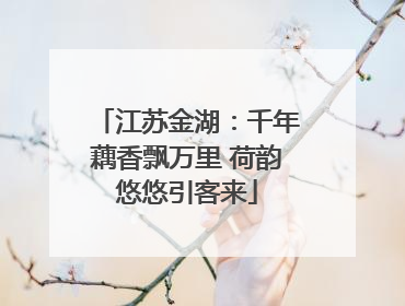 江苏金湖：千年藕香飘万里 荷韵悠悠引客来