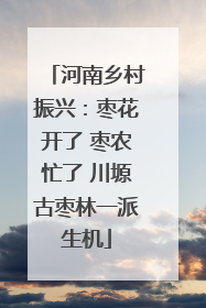 河南乡村振兴：枣花开了 枣农忙了 川塬古枣林一派生机