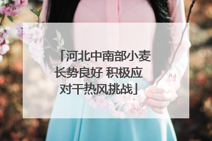 河北中南部小麦长势良好 积极应对干热风挑战