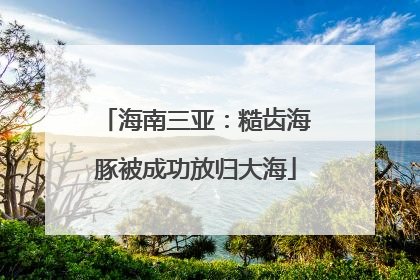海南三亚：糙齿海豚被成功放归大海