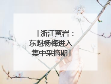 浙江黄岩：东魁杨梅进入集中采摘期