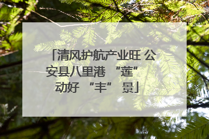清风护航产业旺 公安县八里港 “莲” 动好 “丰” 景