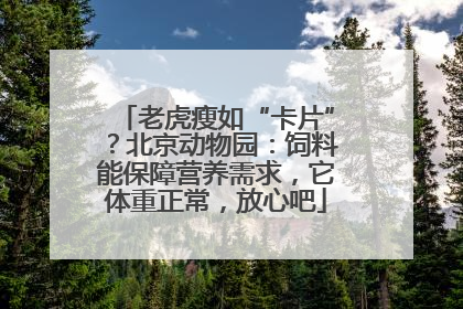 老虎瘦如“卡片”？北京动物园：饲料能保障营养需求，它体重正常，放心吧