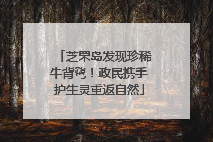 芝罘岛发现珍稀牛背鹭！政民携手护生灵重返自然
