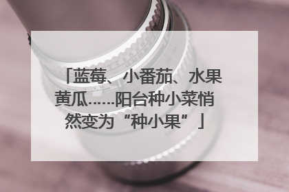 蓝莓、小番茄、水果黄瓜……阳台种小菜悄然变为“种小果”