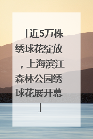近5万株绣球花绽放，上海滨江森林公园绣球花展开幕