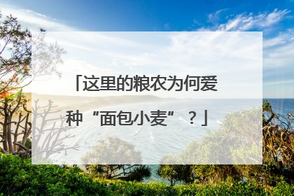 这里的粮农为何爱种“面包小麦”？