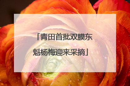 青田首批双膜东魁杨梅迎来采摘