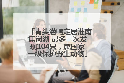 青头潜鸭定居淮南焦岗湖 最多一次发现104只，属国家一级保护野生动物