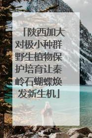 陕西加大对极小种群野生植物保护培育让秦岭石蝴蝶焕发新生机