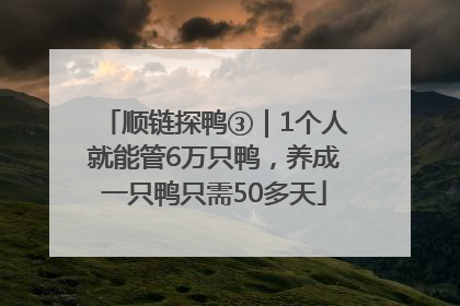 顺链探鸭③｜1个人就能管6万只鸭，养成一只鸭只需50多天