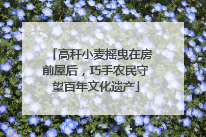 高秆小麦摇曳在房前屋后，巧手农民守望百年文化遗产