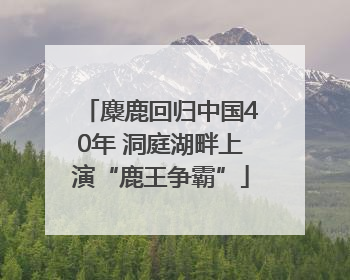 麋鹿回归中国40年 洞庭湖畔上演“鹿王争霸”