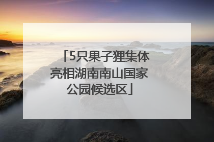 5只果子狸集体亮相湖南南山国家公园候选区